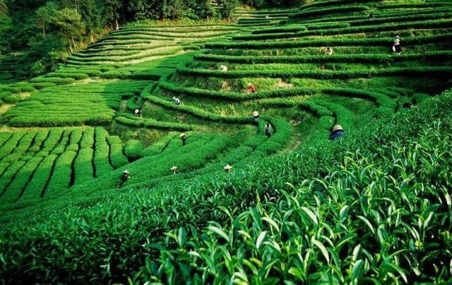 上海建1000㎡茶葉冷庫（冷藏、冷凍庫倉庫）安裝預(yù)算多少錢